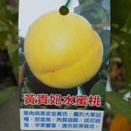 【售】黃貴妃水蜜桃-嫁接苗/請先來電詢價