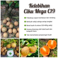 Ciku Mega C19 dan Kelebihannya