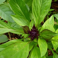 Fresh Thai Basil 150g