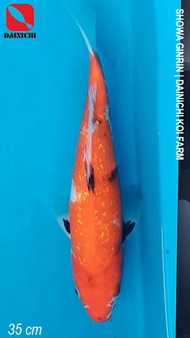 Ikan Koi Import Showa Ginrin 35 cm Sertifikat DAINICHI Koi Farm Jepang
