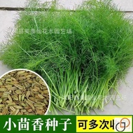 Bulk Fennel Seeds Seeds Farmland Vegetables Planting Cold-Resistant Four Seasons Planting Fennel See