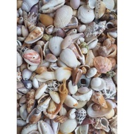 Murah 1kg cangkang kerang campuran/prakarya/cangkang hias/dekorasi/aquascape/bahan kerajinan/sovenir