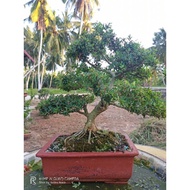 Pokok Bonsai Bluebell Viral