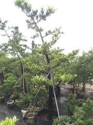 【盛宏園藝】蘭嶼羅漢松︱彎曲造型羅漢松AB25公花︱高度300公分以上(請自取)