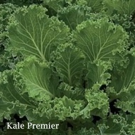 Kale Premier Seeds