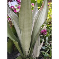 Sanseviera moonshine / snake plant moonshine