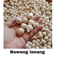 Bubuk Bawang Lanang Bawang Tunggal 1 kg Organik Tanaman Herbal Nusantara Free Stiker PIRT Random