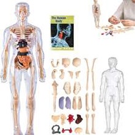 29pcs Human Body Structure Anatomy Model Set, 3D Disassembled Trunk Organ Model, Removable Organ & S