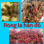 1kg Red Arhat seaweed - Aquatic