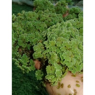 AZOLLA MICROPHYLLA FRESH ✅✅✅✅