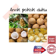 (GG real plant) anak pokok duku ^ cepat berbuah hybrid premium top quality kebun fruits sedap manis buah