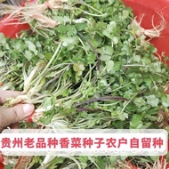 Lying Down Purple Rod Coriander Seed Coriander Seed Small Leaf Coriander Seed Coriander Seed Origina