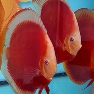 indukan ikan discus turquise 1pasang