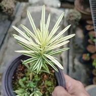 Special Offer- Tiger Buddhist pine small size 15cm height