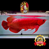 ikan arwana super red 17cm lengkap garansi