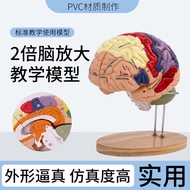 MEISHANMOMING | Enlarged Brain Anatomy Model