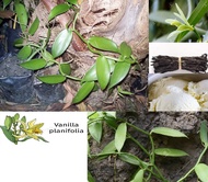 MDC- Vanilla Plant Sapling / Anak Pokok Vanila