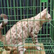 kucing bengal snow