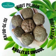 Bibit Porang Katak Super Rp 4700|1Kg isi 70-80 Biji Harga Terjangkau