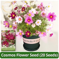 High Quality Cosmos Flower Seeds (20 Seeds) Benih Pokok Bunga Mixed Dwarf Cosmos Seeds Galsang Bonsa