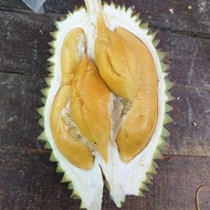 Anak Pokok Durian Nasi Kunyit Terengganu D186