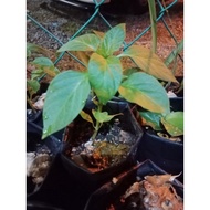 Anak pokok cili benggala @ capsicum