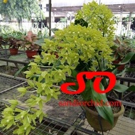 GRAMMATOPHYLLUM SCRIPTUM VAR CITRINUM (DEWASA SIAP BERBUNGA)