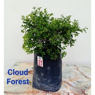 Dwarf Murraya paniculata micro leaves 七里香细叶, Pokok sedap malam/kemuning/Orange Jessamine