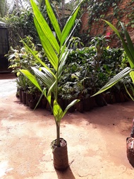 CÂY GIỐNG CAU ĂN TRẦU TỨ QUÝ bầu to CAO HƠN 1M RỒI [ CAU cao 4 MÙA RA QUẢ QUANH NĂM TRỒNG KINH TẾ ]