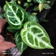 Anthurium Kuping Gajah Dorayaki Silver Tanaman Hias Promo