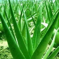100 Seed Aloe Vera Seeds Edible Succulent Plant Rare Herbal Medicinal Vegetables