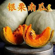種籽 花種籽 花卉種籽 銀栗板栗南瓜種子新疆貴族灰皮南瓜種籽四季蔬菜瓜種貝貝迷你南瓜