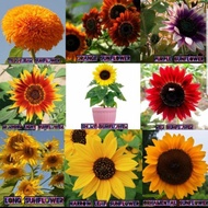 9 Jenis Sunflower/ Easy Grow/