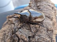 可動模型 Dynastes tityus.美東白兜蟲(單公)51mm