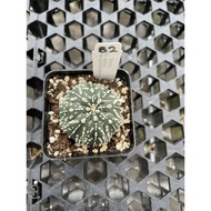 Augustfame - Astrophytum Asteria Superkabuto B2 超兜 仙人球 cactus succulent