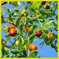 ☽ ▦ ⌚ jujube chinese dates mansanitas fruit tree seeds