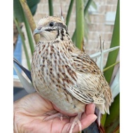 Burung Puyuh Albino Hidup Murah