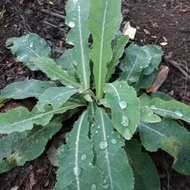 Fresh tempuyung 250 grams - BAY tempuyung plant leaves