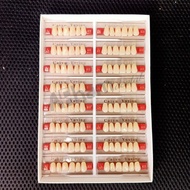 DENTAL 1 BOX GIGI PALSU ANTERIOR UPPER DEPAN ATAS CAIYU terbaru