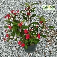 🔥OUTDOOR🔥 MAHKOTA PUTERI (TIADA DURI) /  Thornless Crown of Thorns / Euphorbia Geroldii / Live