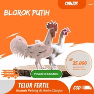 Telur Ayam Pelung Brumbun Putih Untuk Ditetaskan Fertil