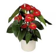 tanaman anthurium Mickey mouse