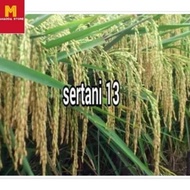 SALE PROMO !!! ASLI!!! BENIH PADI UNGGUL SERTANI 13 BIBIT UNGGUL 5 KG