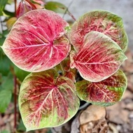 caladium veafra/caladium sultan kubkdi 2960gq