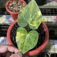 Tanaman hias anthurium clarinervium varigata _ tanaman anthurium