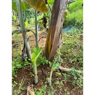 3Pcs Benih Pokok Pisang Kebatu/Emas/Nangka/Wak