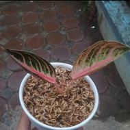 aglonema red sumatra remaja
