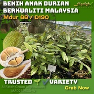Anak Durian MDUR 88 / D190