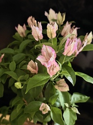 🌺 勒杜鵑 三角梅（Bougainvillea）【正值花期，花謝，修剪後 20-30天又會繼續复花，屬於勤開花品種，體積小型，三角梅在風水上寓意吉祥，也是旺財旺運的風水植物。可種植在桌上觀賞的小型盆栽