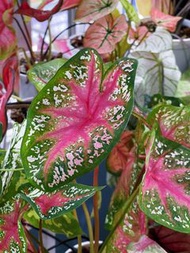 彩葉芋